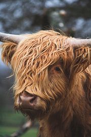Scottish Highlander portrait by Shotsby_MT