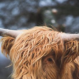 Schottischer Highlander Porträt von Shotsby_MT
