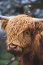 Schotse hooglander portret van Shotsby_MT thumbnail