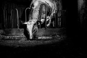 Kuh im alten Stall von Danai Kox Kanters