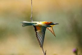 Colourful bee-eaters