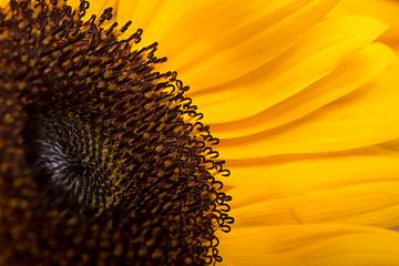Eine sonnige Sonnenblume von Marjolijn van den Berg