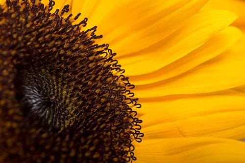 Een zonnige zonnebloem