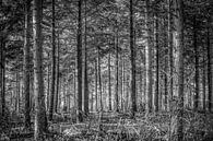 Door de bomen het bos niet meer zien van Fotografie Jeronimo thumbnail