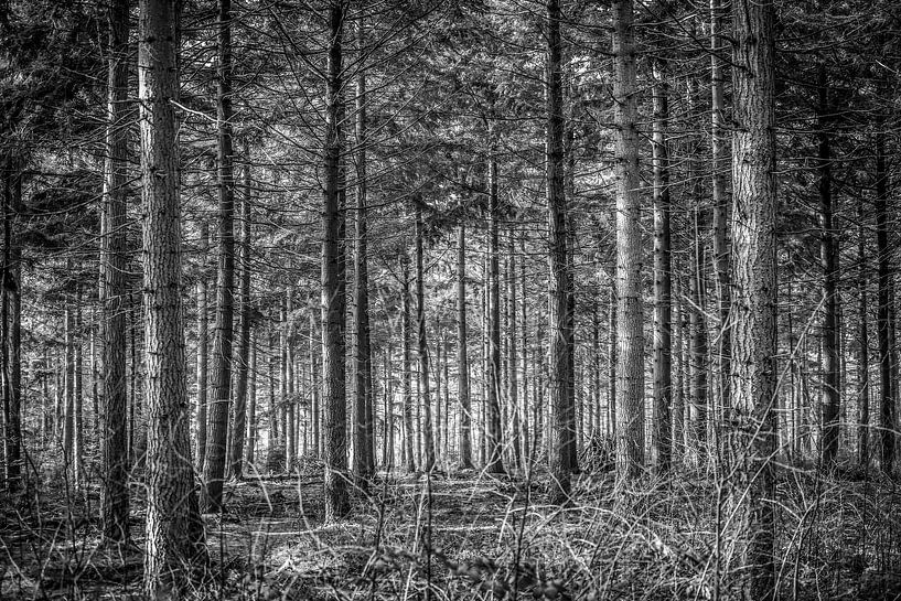 Door de bomen het bos niet meer zien van Fotografie Jeronimo