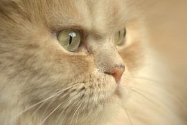 the observer von bob van den berg