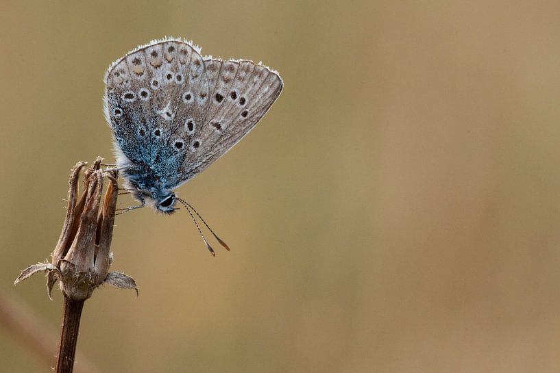 Blauwtje op een paardebloem by Richard Geven