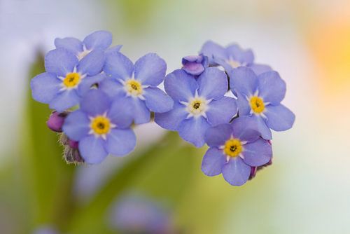 Blauwe Vergeet-me-nietjes