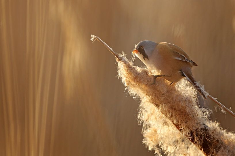 Baardman op een Lisdodde von Michel de Beer