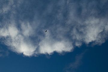 Roofvogel hoog in de lucht van Martijn Stoppels