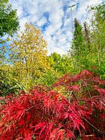 Natural colours