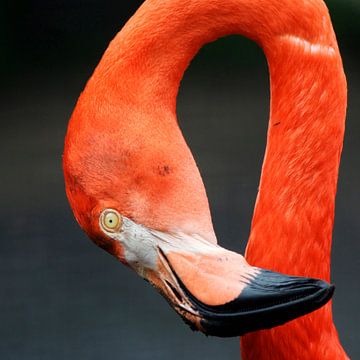 Rode flamingo van Marian Bouthoorn