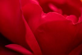 Red abstraction of red rose leaves by Jolanda de Jong-Jansen
