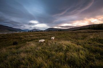 Zonsondergang IJsland met schapen van Kim van Dijk
