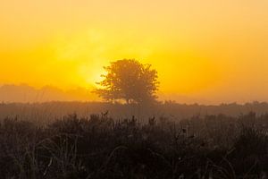 Sonnenaufgang, Sonnenuntergang, Heidekraut, Nebel, bunt, Drenthe, Exloo, Poolshoogte, Heide, s