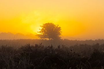 Zonsopkomst, zonsondergang, hei, mist, nevel, kleurrijk, Drenthe, Exloo, Poolshoogte, heidevelden, s van Gert Hilbink