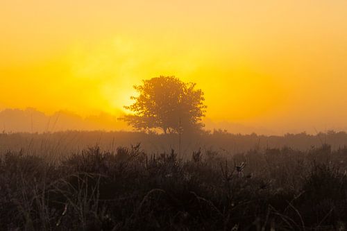 Sunrise, sunset, heather, fog, mist, colorful, Drenthe, Exloo, Poolshoogte, heathland, s
