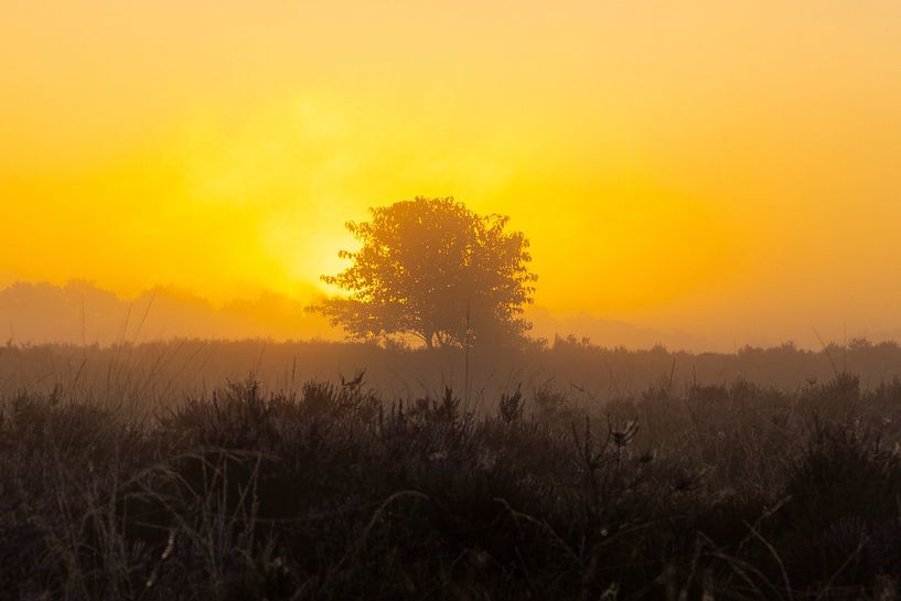 Sunrise, sunset, heather, fog, mist, colorful, Drenthe, Exloo, Poolshoogte, heathland, s by Gert Hilbink