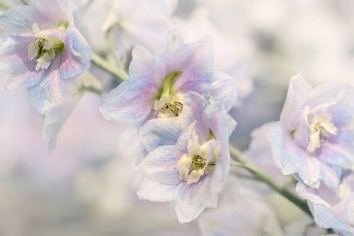 Larkspur en pastel. Japon. Nouveau rural.