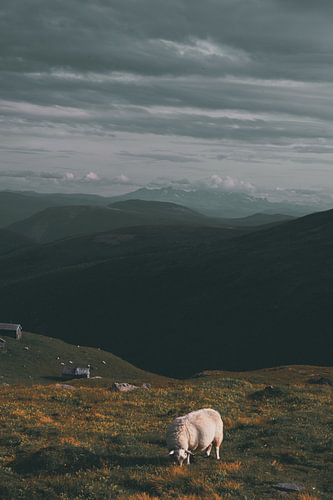 A lone sheep in the highlands