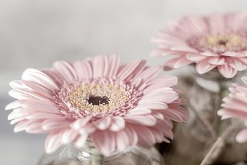 Gerbera by Joke Beers-Blom