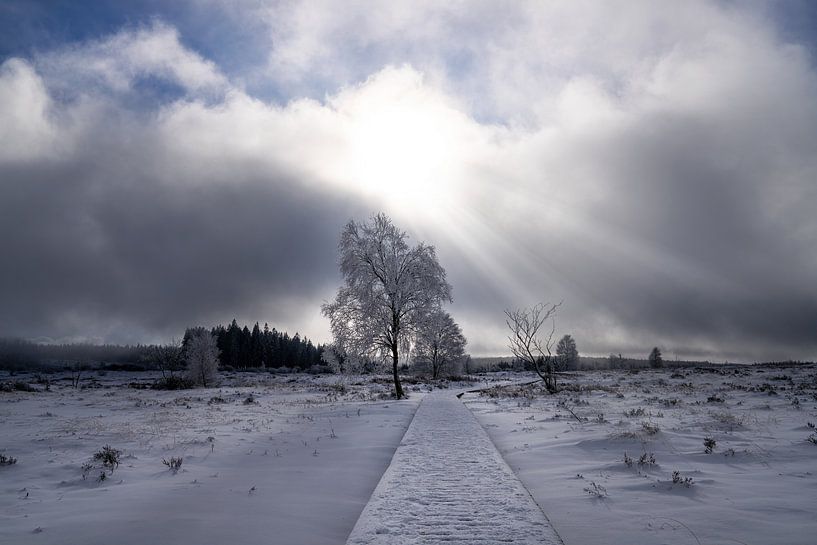 Hohes Venn, Belgien, Europa von Alexander Ludwig