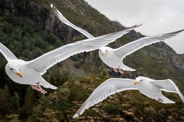 Accompaniment in the sky