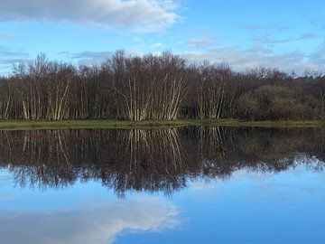 Dünen Bakkum (Noord-Holland) von Dutch Nature