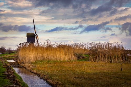 The Broek mill behind the reeds