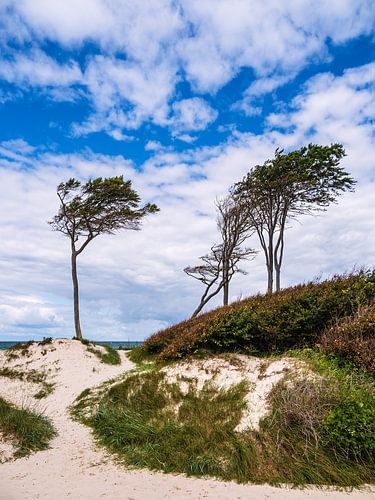 Bäume und Düne am Weststrand auf dem Fischland-Darß