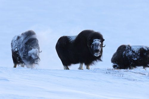 Muskusossen in de winter Dovre Nationaal Park Noorwegen
