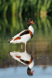Shelduck by Dennis Schaefer