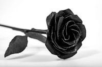 Black and white rose studio photography