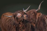 highland cattle