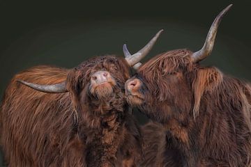 highland cattle by Joachim G. Pinkawa