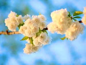 Heavenly Blue | Branche de fleurs sur un ciel bleu de printemps sur Wil Vervenne