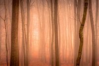 The Mist