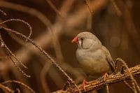 Oiseau dans la végétation III