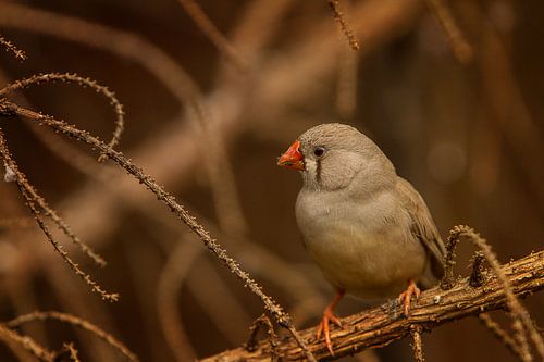 Bird in the vegetation III