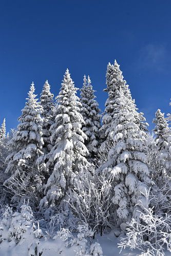 Berijpte bomen na de storm