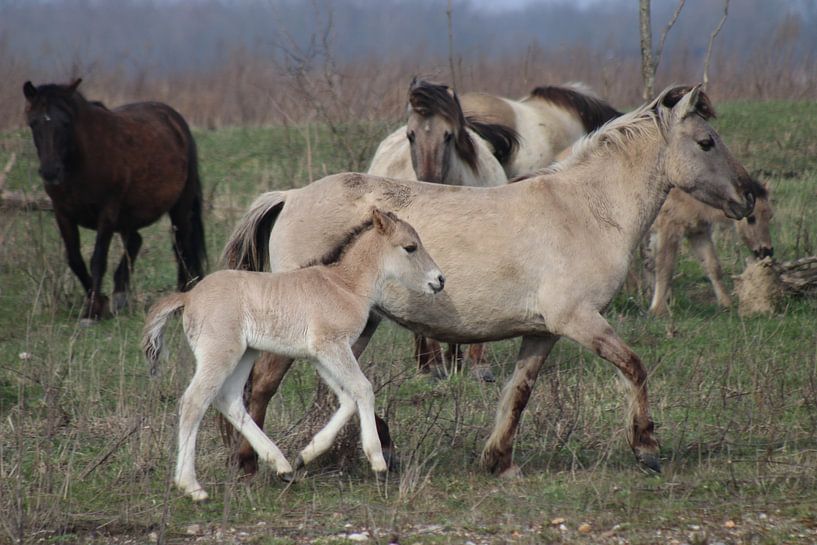Konik Pferd mit Fohlen von John Kerkhofs