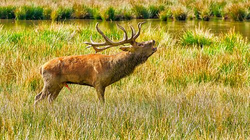 The rutting season