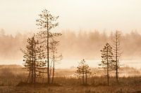 Trees at sunrise in Finland