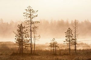 Trees at sunrise in Finland von Caroline Piek