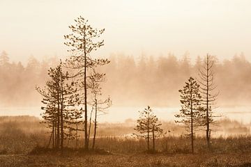 Trees at sunrise in Finland by Caroline Piek