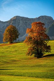 Autumn trees in Allgäu before the Alps by Daniel Pahmeier