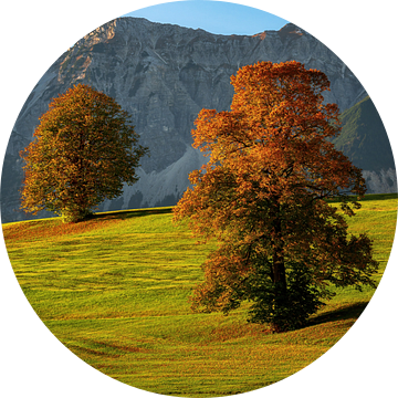 Herfstbomen in de Allgäu voor de Alpen van Daniel Pahmeier