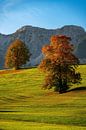 Autumn trees in Allgäu before the Alps by Daniel Pahmeier thumbnail