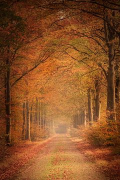 Herbstliche Allee im Wald von KB Design & Photography (Karen Brouwer)