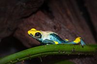 pijlgifkikker liggend op een blad